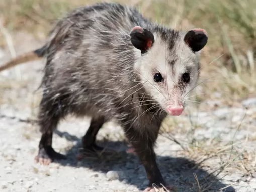 Saruê, o “gambá brasileiro”: animal inofensivo que aparece mais no outono é vítima de preconceito
