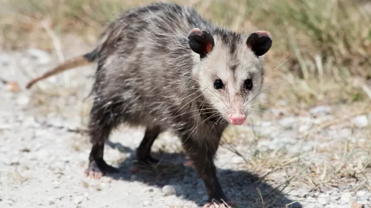 O gambá-de-orelha-preta é uma espécie comum na Mata Atlântica | Foto: Canva