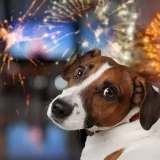 Fogos de artifício assustam a maioria dos pets e perigo vai muito além do barulho