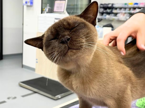 Gato enfrenta ciclo de máquina de lavar e sobrevive: um caso impressionante