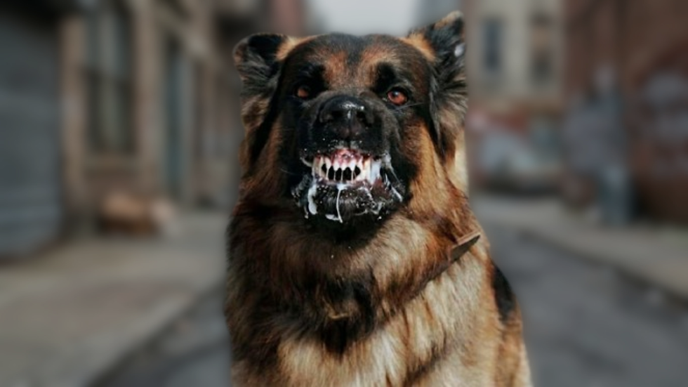 Foto frontal de um cachorro da raça Pastor Alemão em uma postura altamente agressiva e ameaçadora no meio de um beco ou rua urbana. O cão, de pelagem longa em tons de preto e marrom, mostra um olhar fixo e furioso em direção à câmera, com o focinho rugido e os lábios totalmente puxados para trás, exibindo os dentes afiados cobertos por uma espuma branca e espessa que escorre por sua mandíbula. O plano de fundo mostra prédios e calçadas urbanas de forma completamente desfocada, centralizando toda a atenção na expressão feroz do animal.
