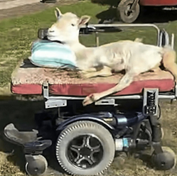 ovelha em uma cadeira de rodas improvisada