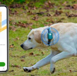 PetPhone: Como funciona 'smartphone' para pets lançado por startup chinesa