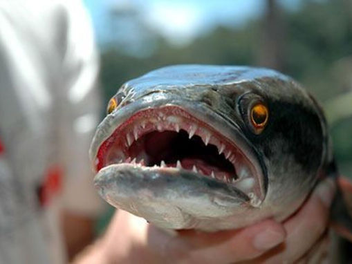 Ameaça Aquática: Peixe 'Cabeça de Cobra' que Anda em Terra Firme Invade e Gera Caos Ambiental