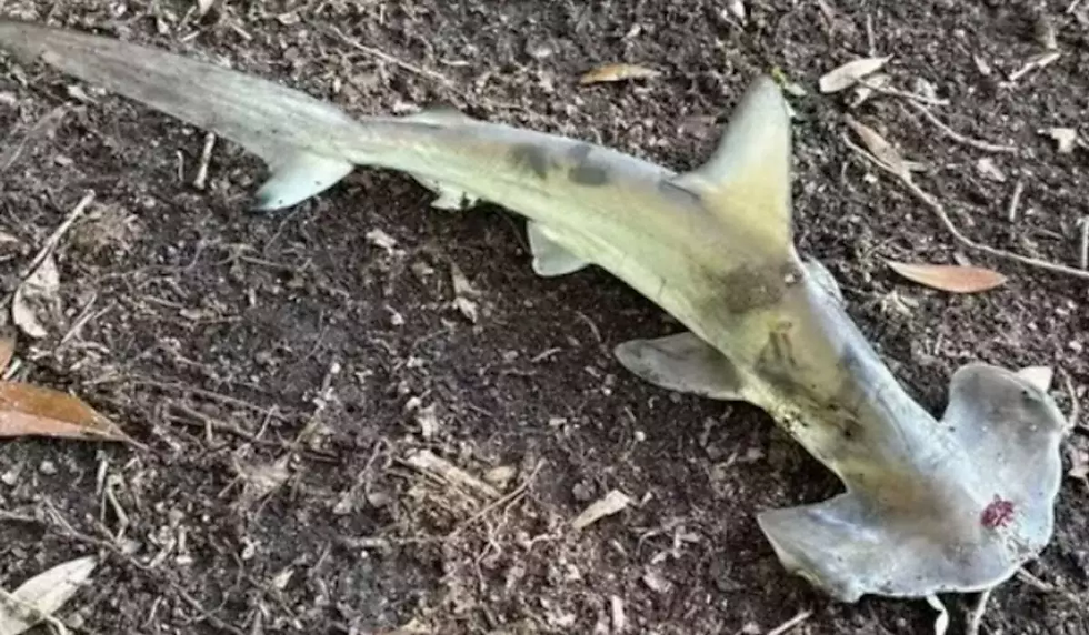 Tubarão-martelo despenca do céu e interrompe partida de frisbee nos EUA: “Achamos que era piada”