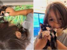 Plano felino sobre rodas: menino percorre 400 km com gatinha escondida no carro do pai