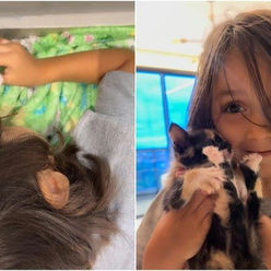 Plano felino sobre rodas: menino percorre 400 km com gatinha escondida no carro do pai