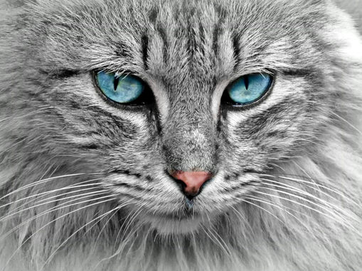 Austrália ativa robôs letais para eliminar 6 milhões de gatos selvagens