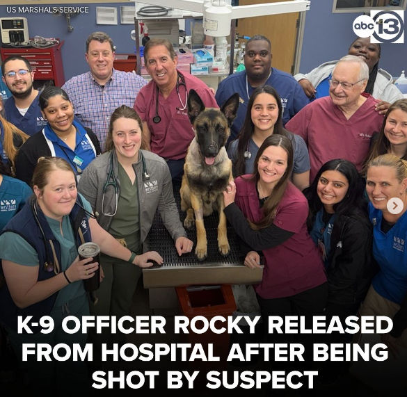 O K-9 Rocky está de volta com seu treinador e já está andando após ser baleado duas vezes por um suspeito no início da semana. | Foto: Instagram/ @abc13houston