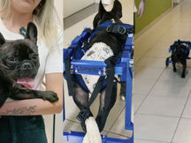 Cão paraplégico volta a andar após ganhar cadeira de rodas criada por estudante do IFSC