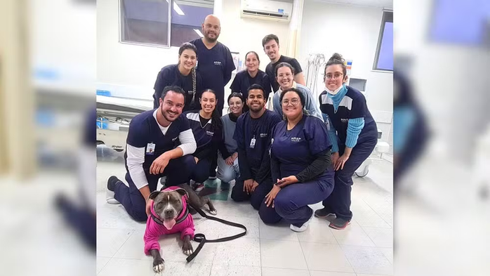 Pitbull 'terapeuta' emociona em hospitais de SC ao transformar rotina de pacientes com afeto e empatia