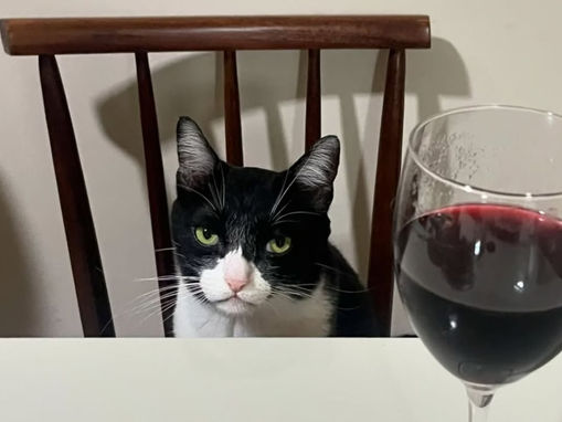Tuco, o gato que virou meme por seu olhar sarcástico e personalidade irreverente