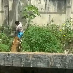 Por que Leona atacou Vaqueirinho? Entenda a reação instintiva da leoa ao ter seu território invadido