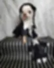 Chihuahua fantasiado de Wednesday Addams, língua de fora, sentado sobre tecido listrado preto e branco diante de fundo marmorizado.