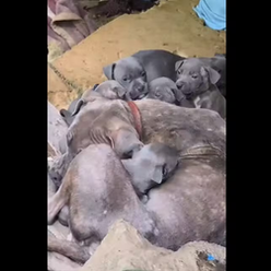 Família de pitbulls é deixada em mata sob frio intenso e resgatada em SC; vídeo revela estado comovente