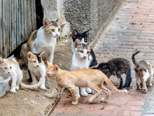 Campinas confirma primeiro caso de raiva em gato em uma década e faz busca por pessoas que tiveram contato com o animal