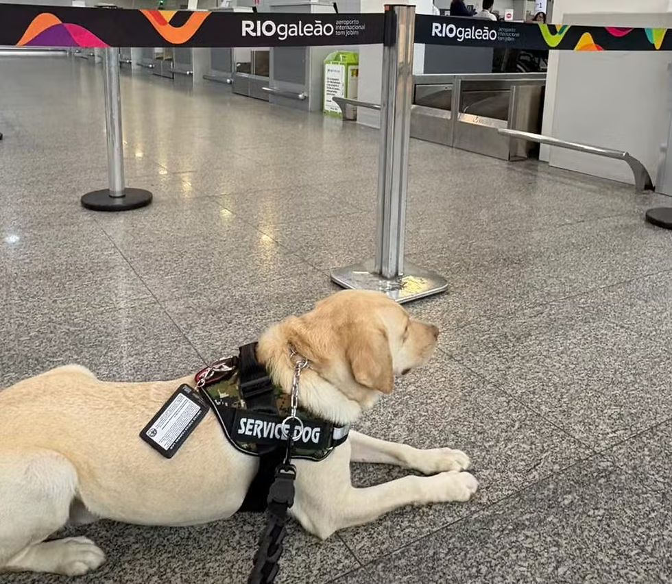 Tedy, o cão de serviço, no setor de embarque do Aeroporto do Galeão, no Rio | Foto: Reprodução/ Álbum de família