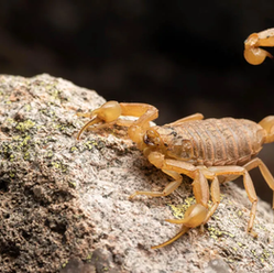 escorpião sobre uma pedra