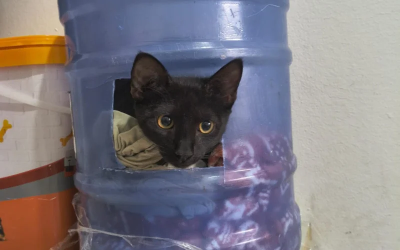 Gato é lançado em galão dentro de hotel pet com carta sobre alienígenas, bruxas e profecias em Porto Alegre