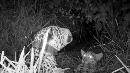 A chama da esperança: onça sobrevivente do pantanal renasce como mãe