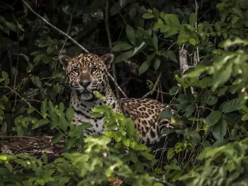 Atenção na Fronteira: Presença de Onça-pintada Alerta Comunidade e Muda Rotina em Corumbá
