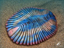 Dickinsonia: o enigma do animal mais antigo já identificado pela ciência