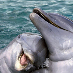 Câmara discute penas mais duras para maus-tratos a animais silvestres