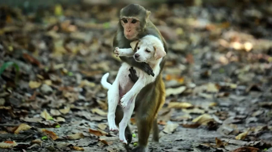 Macaco segura um pequeno filhote de cachorro branco no colo em meio a folhas secas no chão.