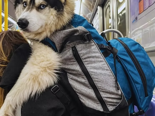 Proibição de cães em metrô de Nova Iorque leva tutores a inovarem na solução
