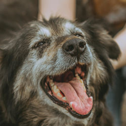 Fevereiro Roxo: Mês da conscientização sobre a saúde dos Pets idosos