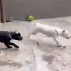 Influenciador é investigado por crueldade animal após lançar galinhas vivas a cães para serem devoradasInquérito aponta maus-tratos e mutilações; ele responde em liberdade, mas está proibido de mant