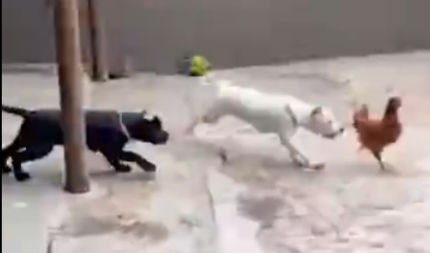Influenciador é investigado por crueldade animal após lançar galinhas vivas a cães para serem devoradasInquérito aponta maus-tratos e mutilações; ele responde em liberdade, mas está proibido de mant