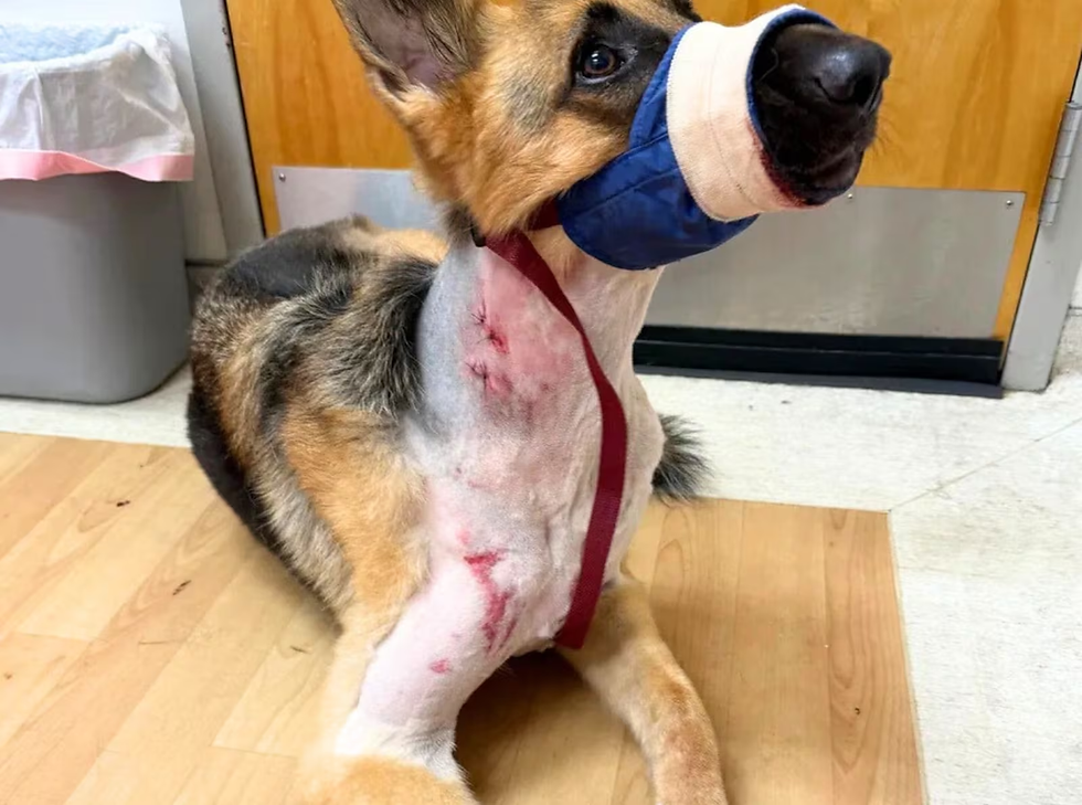 Zeus após o ataque | GoFundMe