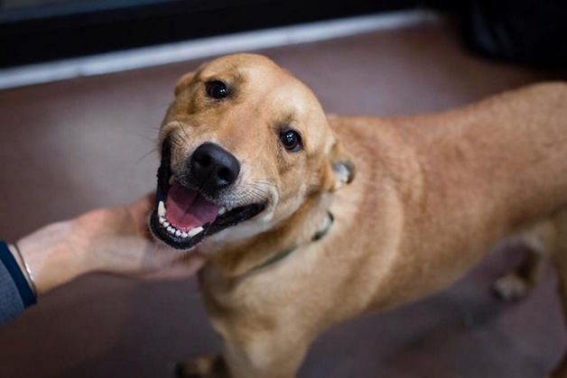 Foto de um cachorro vira-lata de pelagem curta na cor caramelo, exibindo uma expressão extremamente dócil e alegre. O cão inclina levemente a cabeça para o lado enquanto recebe um carinho no pescoço da mão esquerda de uma pessoa, que aparece no canto inferior esquerdo da imagem. Ele está com os olhos bem abertos, orelhas caídas para trás e a boca aberta em um "sorriso" feliz que mostra a língua rosa e os dentes limpos, contra o fundo de um piso liso e escuro.