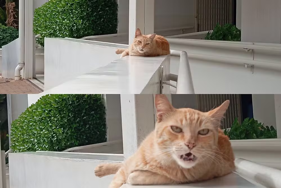 Gato que virou 'funcionário' do Poupatempo no interior de SP ganha armário com petiscos e ração: 'Transmite muito amor e carinho'