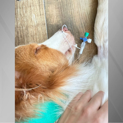 Cão perde a visão após intoxicação em área pet de padaria em São Paulo