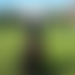 Morre Hurricane, cão policial que protegeu Barack Obama na Casa Branca