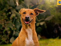 PEDIGREE aposta em inteligência artificial para revolucionar a adoção de cães no Brasil