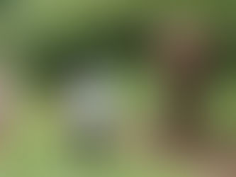 Estudo mostra por que alimentar animais selvagens pode ser perigoso para eles — e para você