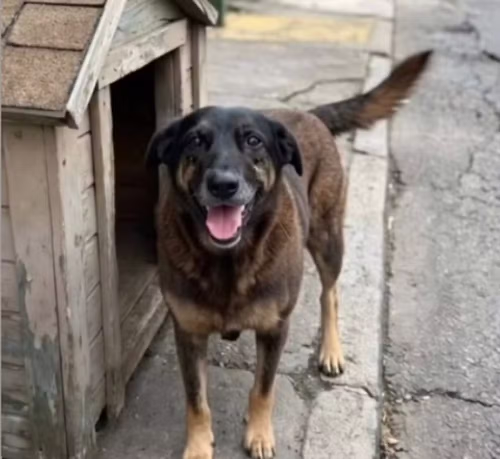 Um cachorro vira-lata de porte médio a grande, com pelagem mesclada em tons de preto e marrom (estilo capa preta), parado em pé na calçada ao lado de uma casinha de madeira rústica. O cão está de frente, com a boca aberta exibindo a língua rosa em uma expressão dócil e alegre, e sua cauda está levemente levantada para a direita, contra um fundo de rua asfaltada.