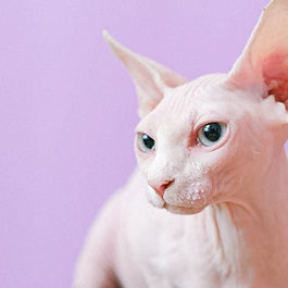 O espetáculo do glamour felino: Rio vai receber duas exposições internacionais de gatos