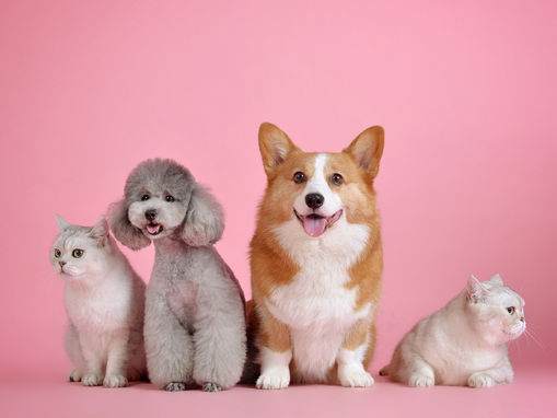 Campinas aprova restrição à reprodução de cães e gatos com risco de doenças genéticas