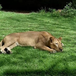 Após ataque fatal, zoológico da Bica anuncia câmeras inteligentes e reforço na segurança para monitorar visitantes