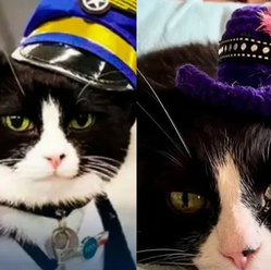 Gato terapeuta conquista corações ao ajudar passageiros com medo de voarCom certificado oficial de assistência emocional, o felino Duke atua no Aeroporto de São Francisco, acalmando viajantes ansios