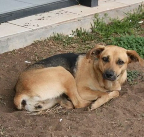 Homem é preso em flagrante após polícia encontrar cães feridos, animal morto e cenário de extrema crueldade em Sepetiba