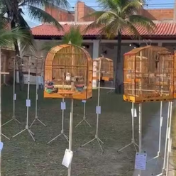 Polícia interrompe campeonato ilegal de canto de aves e prende 20 em flagrante