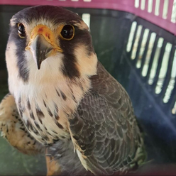Município do RJ terá novas regras para adoção de animais silvestres que não retornam à natureza