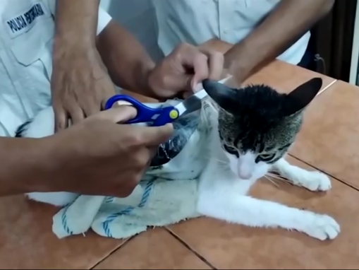 “Gato-mula”: felino é flagrado transportando drogas para dentro de presídio na Costa Rica