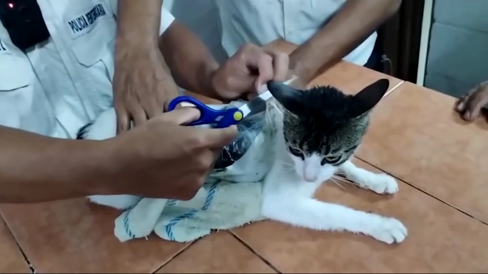 “Gato-mula”: felino é flagrado transportando drogas para dentro de presídio na Costa Rica