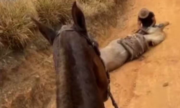 Imagem capturada em perspectiva de primeira pessoa sobre a cabeça de um cavalo marrom, focando uma estrada de terra à frente. Um burro ou jumento de pelagem clara aparece caído de lado no chão de terra, enquanto um homem usando chapéu está inclinado sobre a cabeça do animal deitado, em uma área rural cercada por vegetação seca nas laterais.